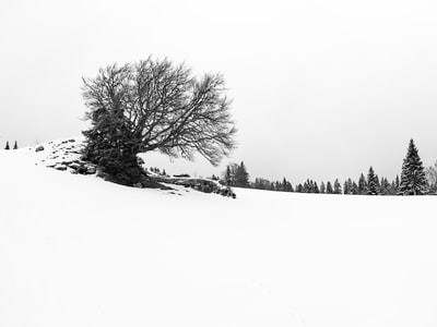 白天雪地上光秃秃树木的灰度摄影